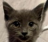 adoptable Cat in  named Pogo