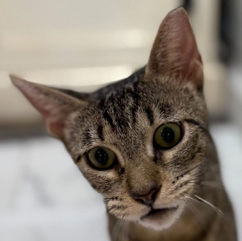 adoptable Cat in New Braunfels, TX named Salsa Verde