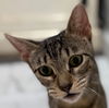 adoptable Cat in New Braunfels, TX named Salsa Verde