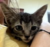 adoptable Cat in New Braunfels, TX named Chatty Chai