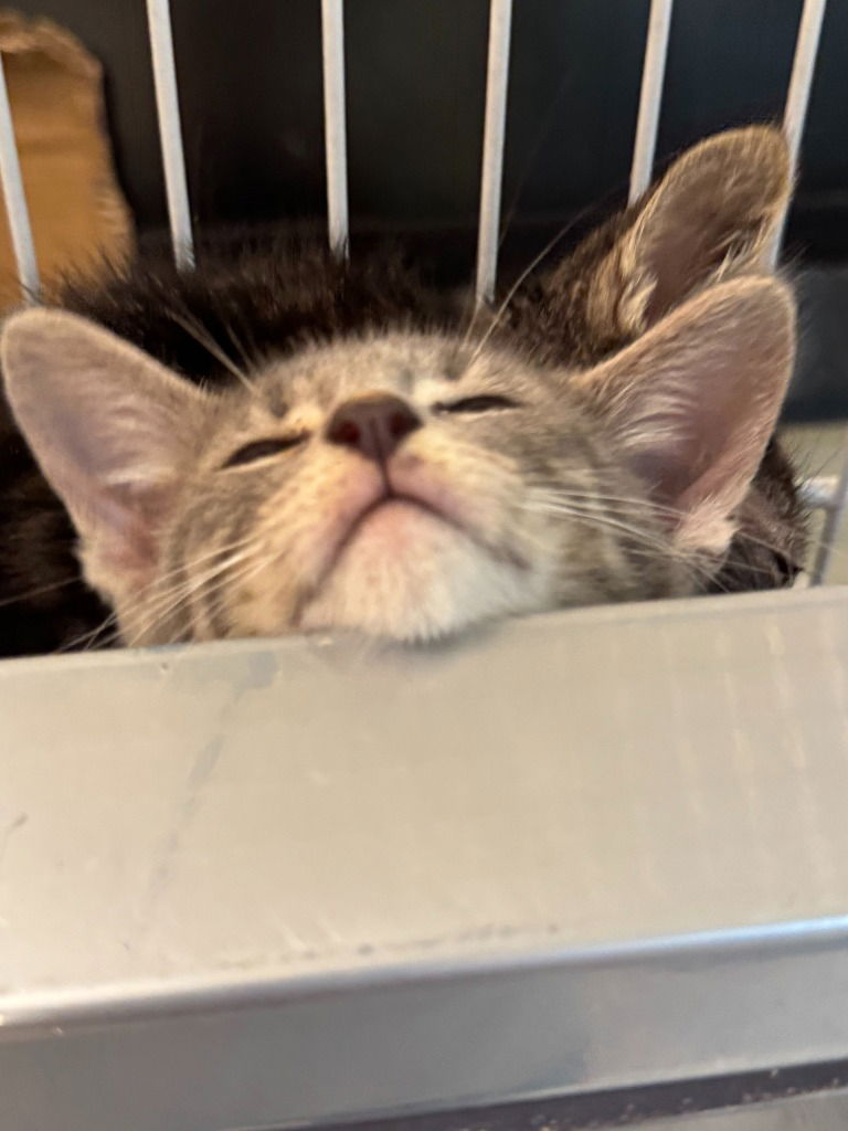 adoptable Cat in New Braunfels, TX named Chia Tea
