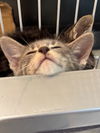 adoptable Cat in  named Chia Tea