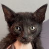 adoptable Cat in New Braunfels, TX named Ebony