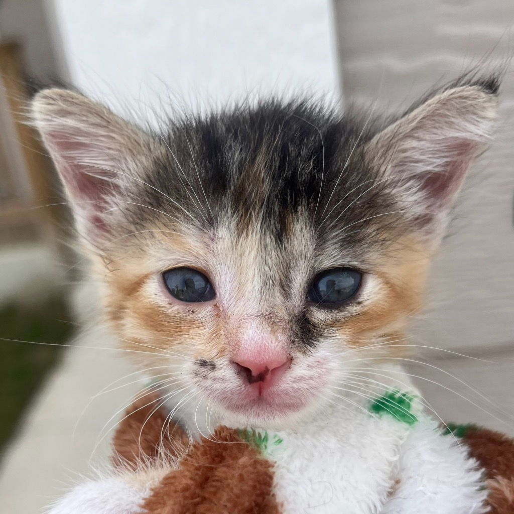 adoptable Cat in New Braunfels, TX named Fina the Bunny Butt
