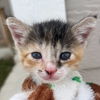 adoptable Cat in New Braunfels, TX named Fina the Bunny Butt