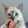 adoptable Cat in New Braunfels, TX named Ivory