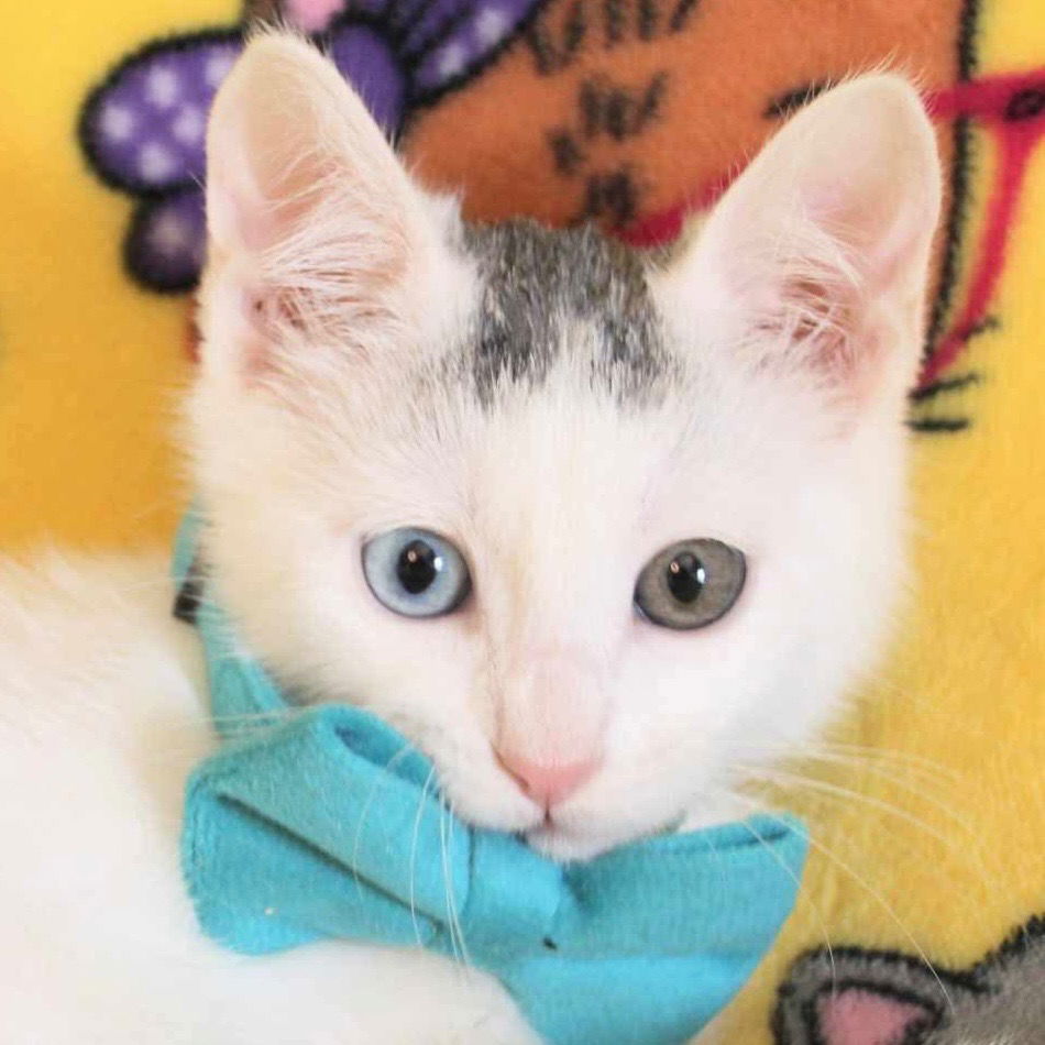 adoptable Cat in New Braunfels, TX named Magnus