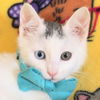 adoptable Cat in  named Magnus