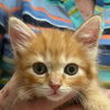 adoptable Cat in  named Mayor McCheese