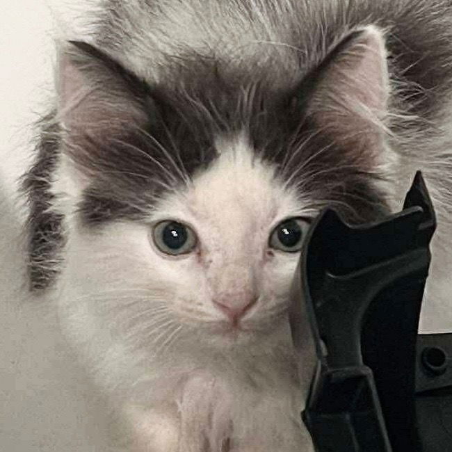 adoptable Cat in New Braunfels, TX named Mochi