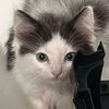 adoptable Cat in  named Mochi
