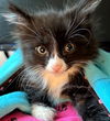 adoptable Cat in  named Phinias