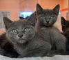 adoptable Cat in  named Sun