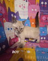 adoptable Cat in new braunfels, TX named Big McIntosh