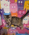 adoptable Cat in New Braunfels, TX named Fluttershy