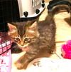 adoptable Cat in  named France