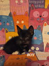 adoptable Cat in New Braunfels, TX named King Sumbra