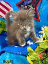 adoptable Cat in New Braunfels, TX named Prince Blueblood