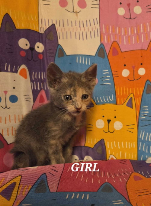 picture of the cat needing adoption
