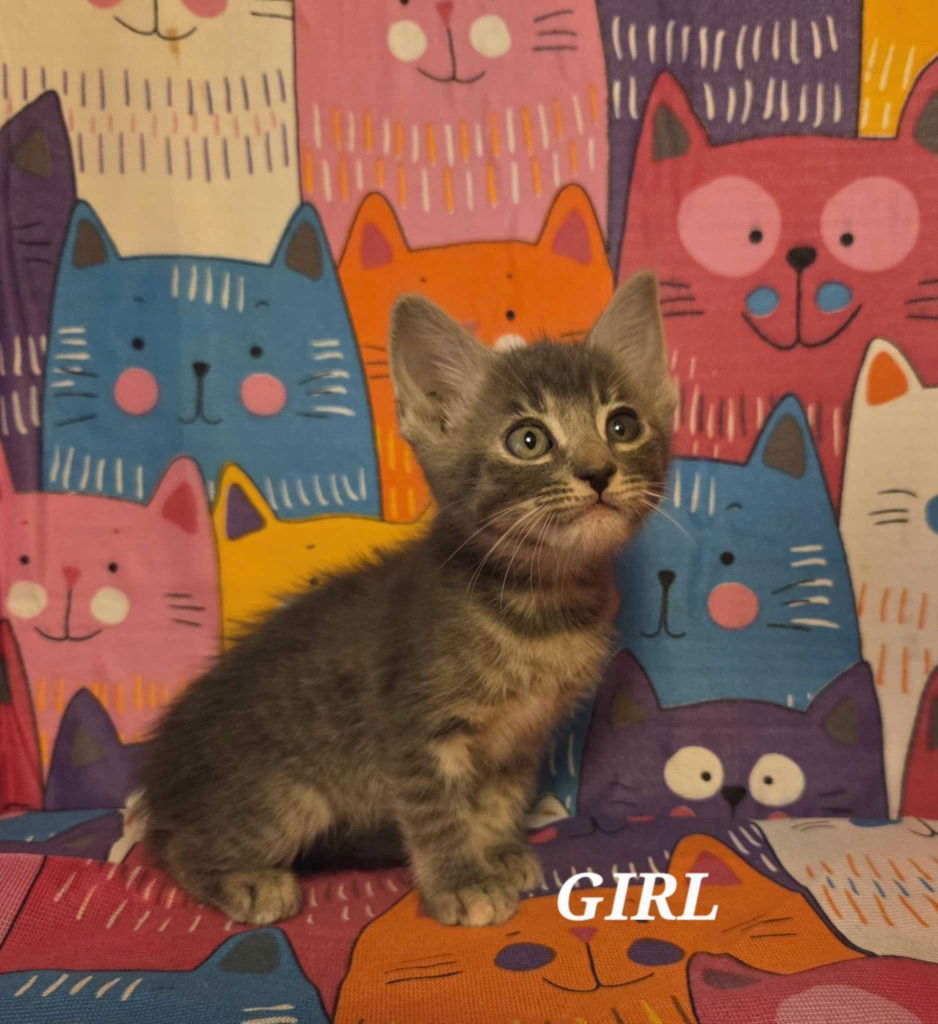 adoptable Cat in New Braunfels, TX named Princess Celestia