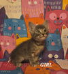 adoptable Cat in New Braunfels, TX named Princess Celestia