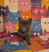 adoptable Cat in  named Princess Luna