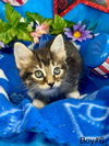 adoptable Cat in New Braunfels, TX named Shining Armor