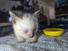adoptable Cat in new braunfels, TX named Axel Rose