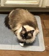 adoptable Cat in New Braunfels, TX named Sasha