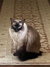 adoptable Cat in New Braunfels, TX named Zachary