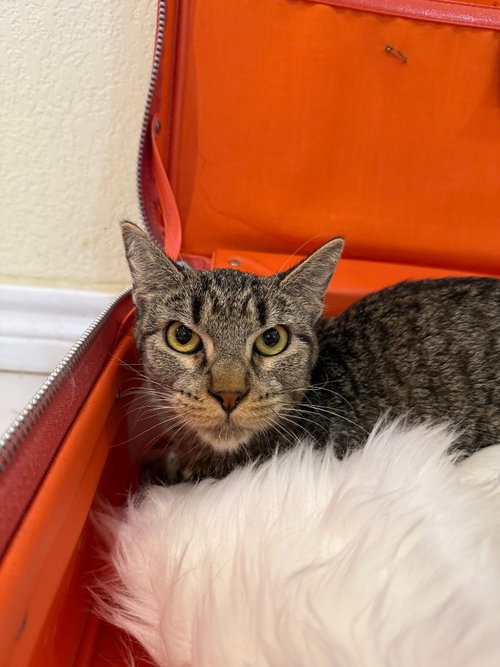 CHURRO GOYO - Domestic Short Hair available for adoption