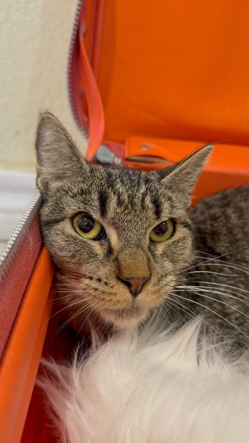 CHURRO GOYO - Domestic Short Hair available for adoption