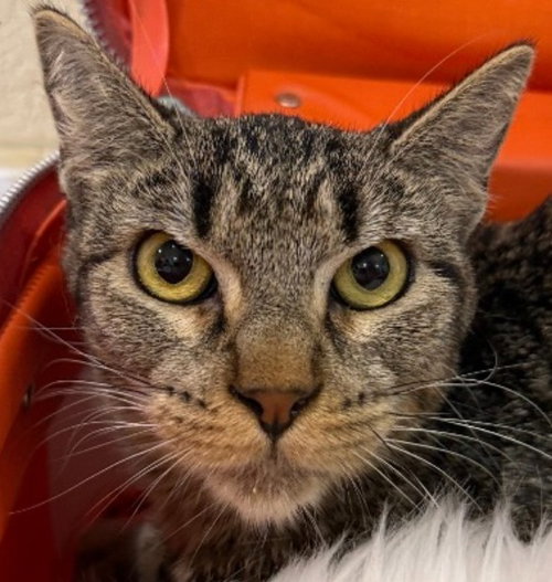 Churro Goyo, a cat for adoption from Siamese Oriental Snowshoe Cat Rescue and Rehoming