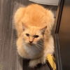 adoptable Cat in new braunfels, TX named Aurora (Sweet Pea)