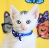 adoptable Cat in New Braunfels, TX named Ice cream