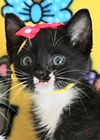 adoptable Cat in New Braunfels, TX named Sandwich