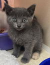 adoptable Cat in  named Possum