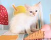 adoptable Cat in  named Fonzy