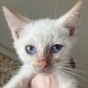 adoptable Cat in  named Kermit