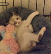 adoptable Cat in New Braunfels, TX named Phantasia