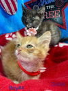 adoptable Cat in New Braunfels, TX named Citrine (ginger)