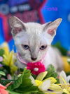 adoptable Cat in New Braunfels, TX named Fiona