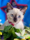 adoptable Cat in New Braunfels, TX named Griffyn