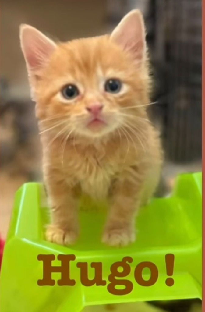 adoptable Cat in New Braunfels, TX named Hugo