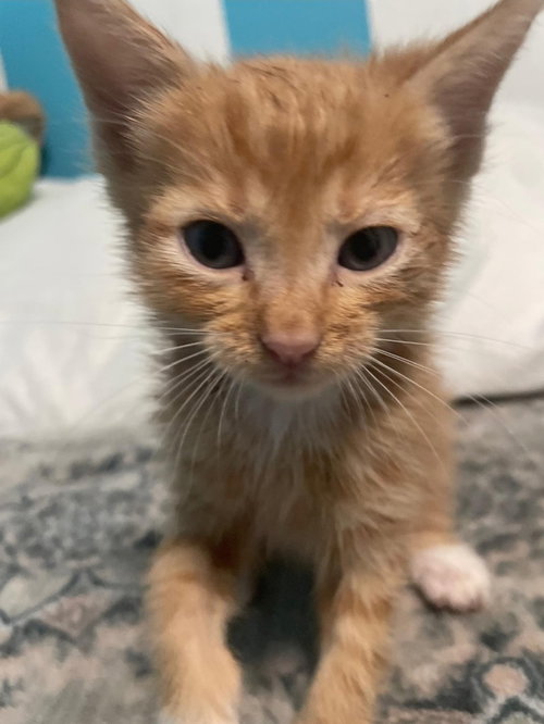 PHINNY-S - Domestic Short Hair available for adoption