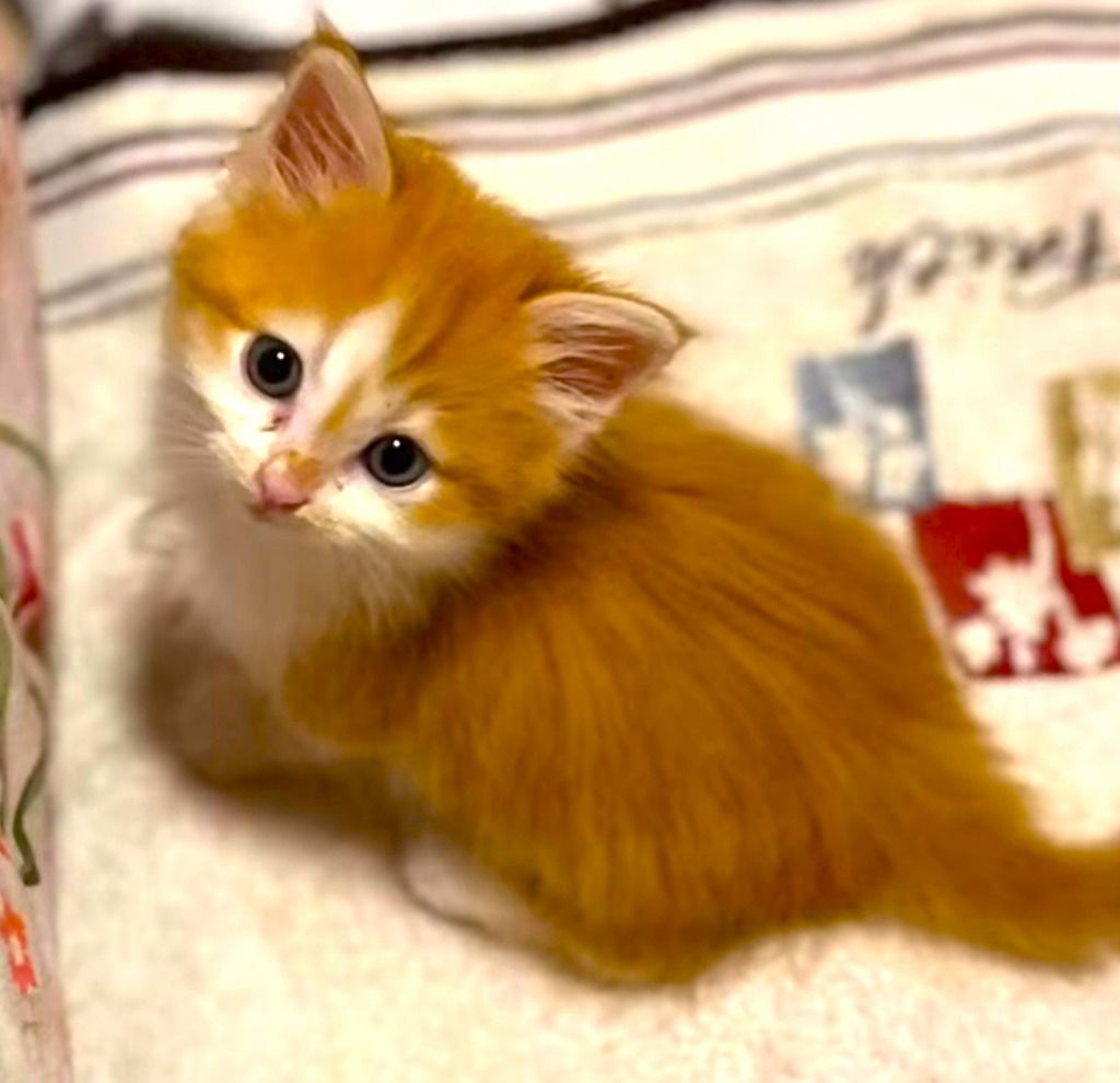 adoptable Cat in New Braunfels, TX named Saffron