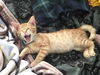 adoptable Cat in new braunfels, TX named Bocelli