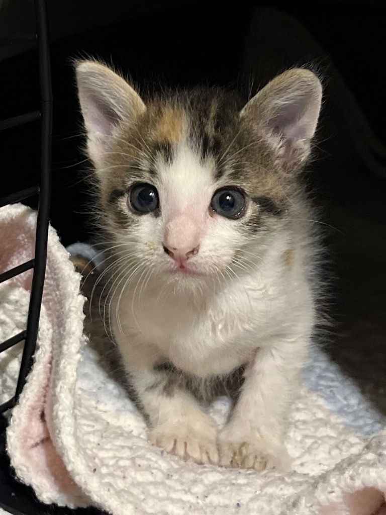 adoptable Cat in New Braunfels, TX named Tilley