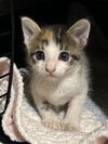 adoptable Cat in New Braunfels, TX named Tilley