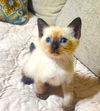 adoptable Cat in New Braunfels, TX named Finn